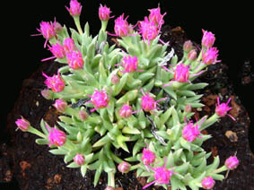 Ruschia pulvinaris